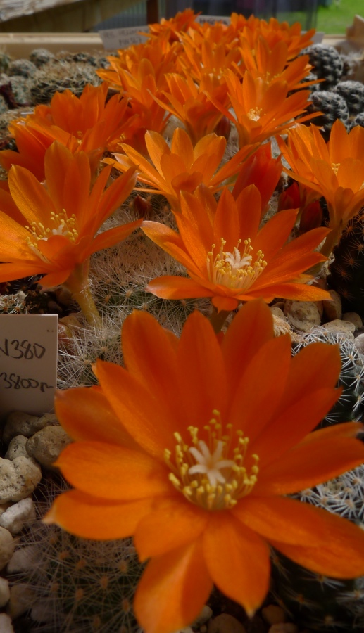 Rebutia spinosissima MN 349 (Angostura, Tarija, 1780m, Bol)