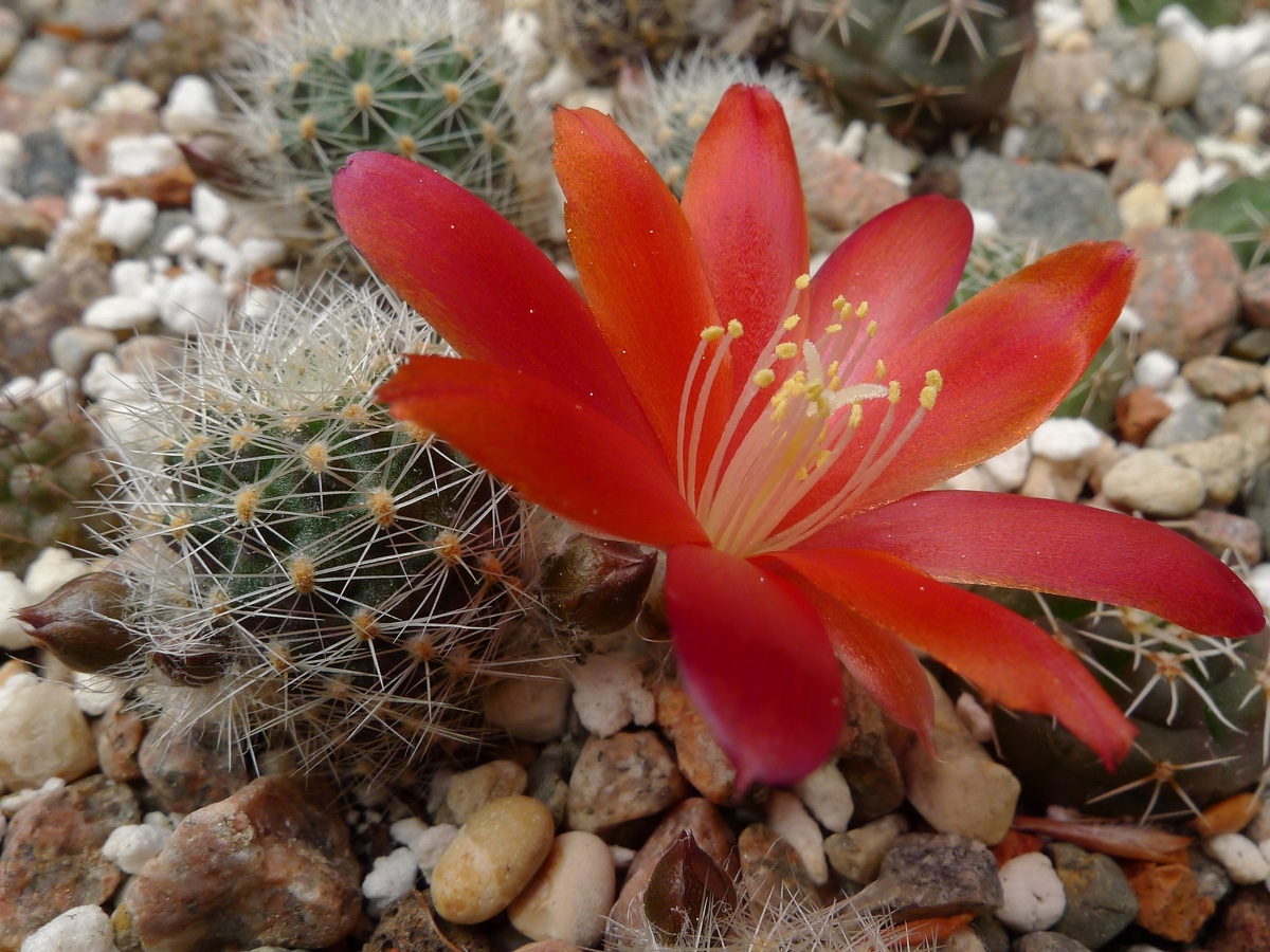 SuccSeed - Rebutia minutissima RH 2044 B (Questa de Sama, 2800m, Tarija,  Bol)