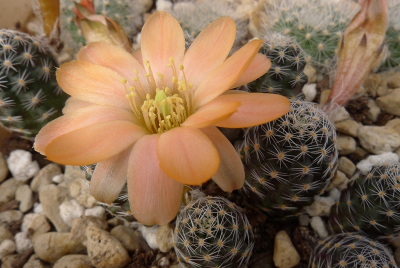 Rebutia pygmaea 'haagei' MN 374 (Pujzara, Tarija, 3750m, Bol)