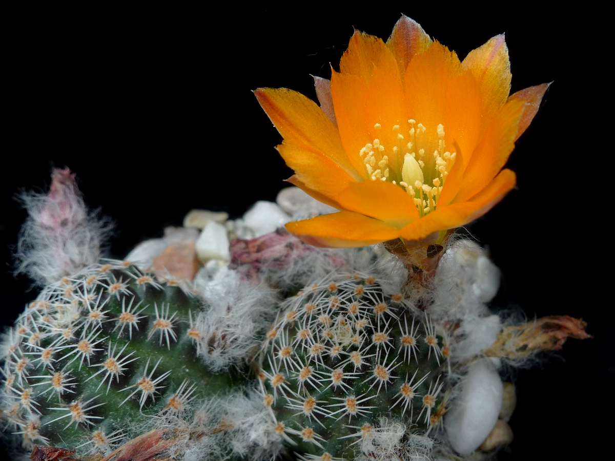 Rebutia pygmaea v. rutiliflora WR 676 (Uyuni-Tupiza, Bol)