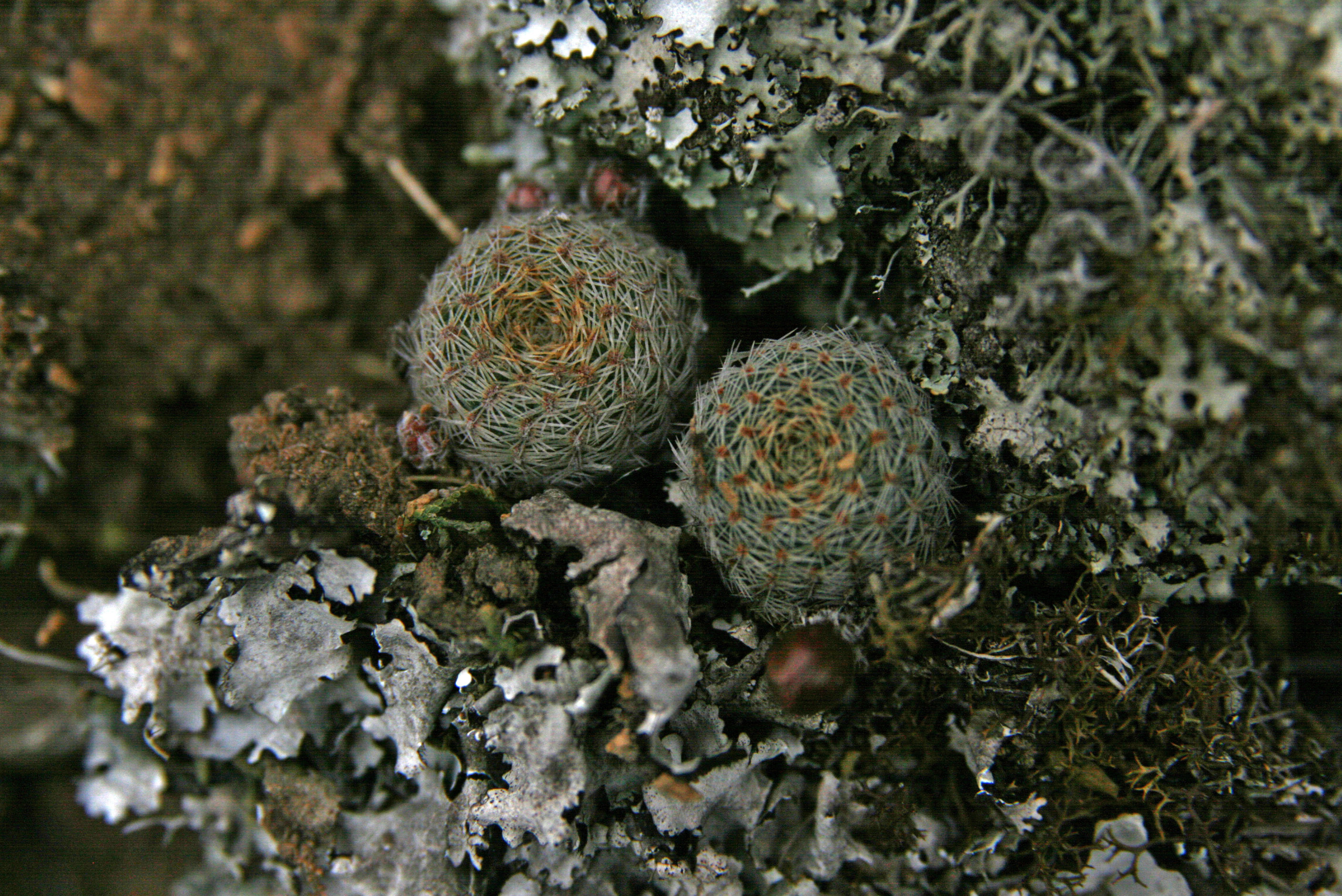 Rebutia spec. MN 352 (Junacas, 2465m, Tarija, Bol) - 2