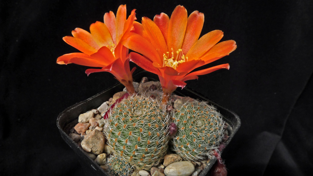 Rebutia spec. MN 352 (Junacas, 2465m, Tarija, Bol)