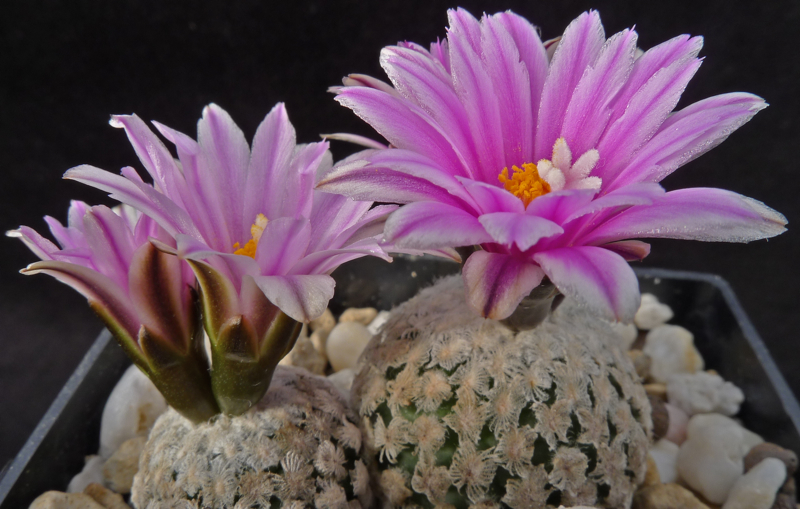 Turbinicarpus valdezianus SB 250 (Santa Ana, NL, Mex)