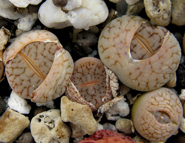 Lithops pseudotruncatella v. dendricia C 072 (65km West-South-West of Rehoboth, Namibia)