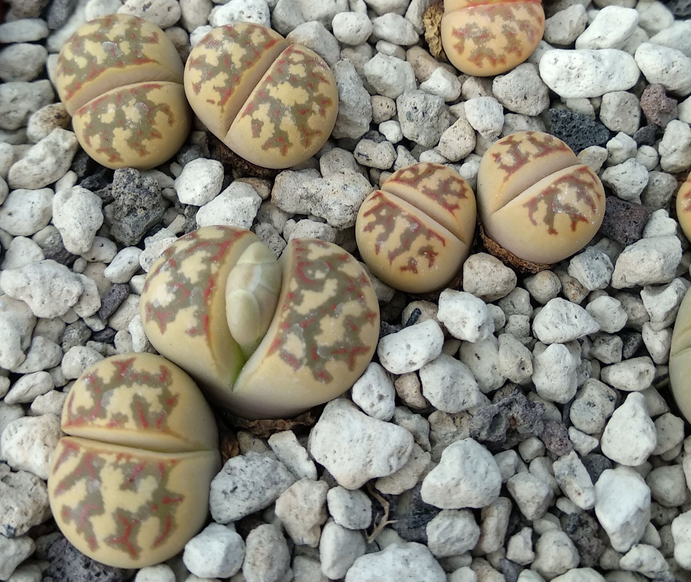 Lithops dorotheae C 124 - 3