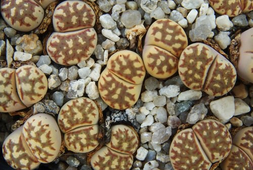 Lithops dorotheae C 124