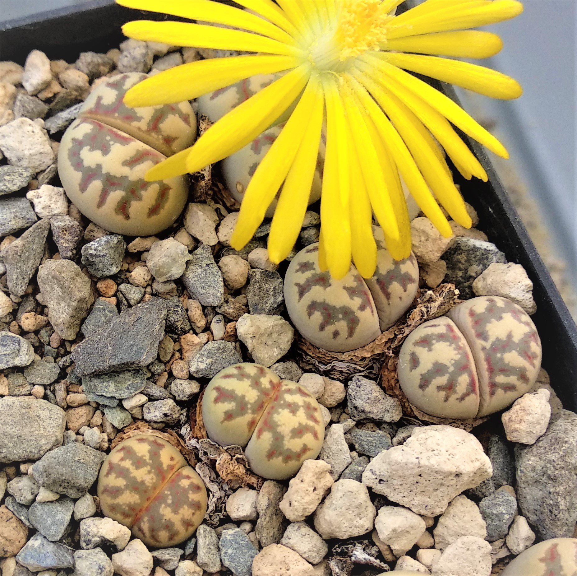 Lithops dorotheae C 124 - 2