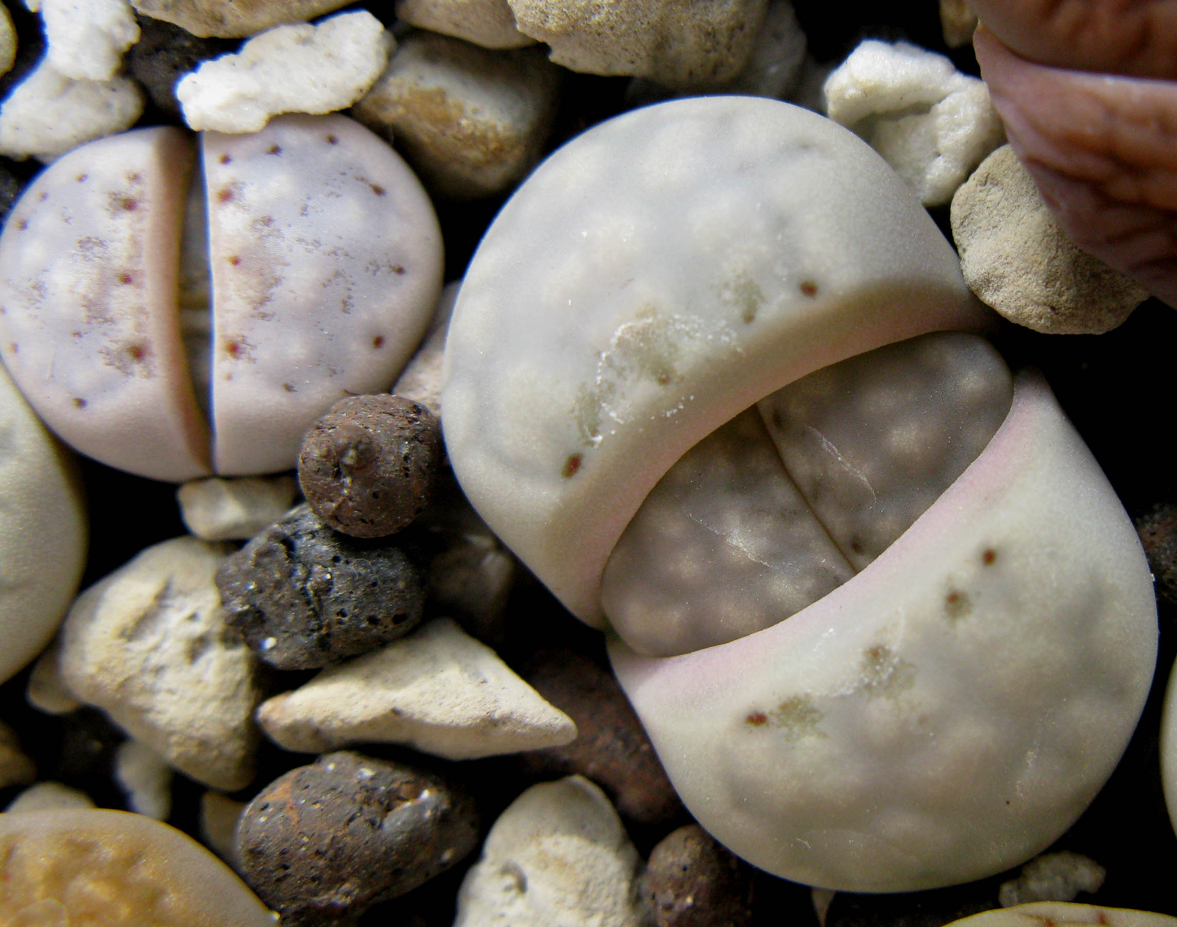 Lithops julii v. chrysocephala C 205