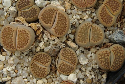 Lithops hallii TK 56