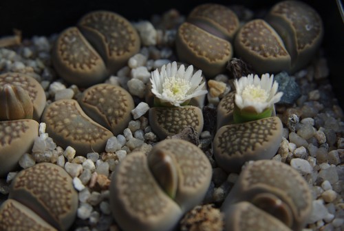 Lithops hallii TK 56 - 2