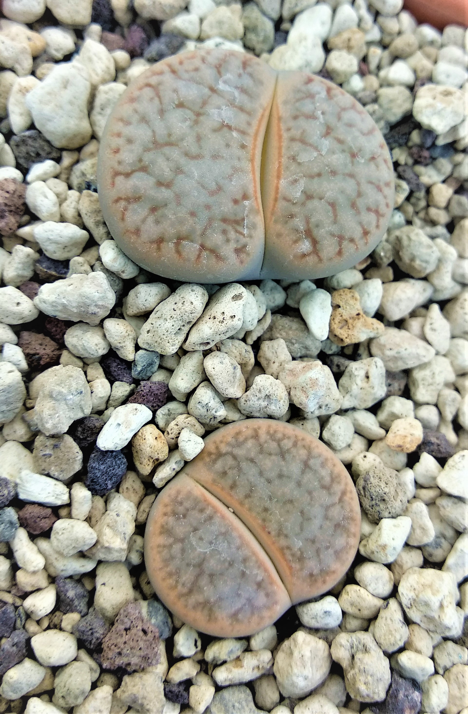 Lithops pseudotruncatella v. dendritica 'pulmonuncula' C 071 (50 km WNW of Rehoboth, Nam)
