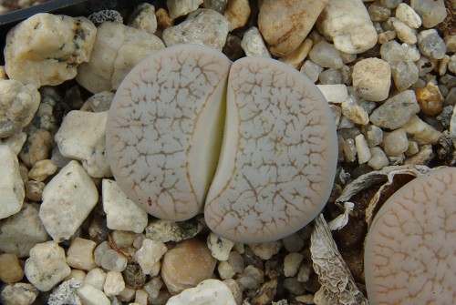 Lithops pseudotruncatella v. dendritica 'farinosa' C 245 (55 km SSW of Rehoboth, Namibia)