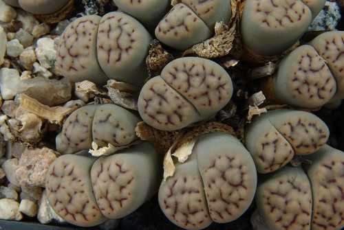 Lithops schwantesii v. urikosensis 'kunjasensis' C 186 (5 km NE of Helmeringhausen, Namibia)