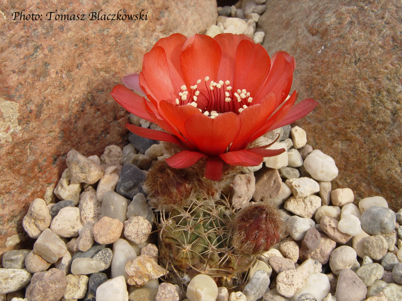 Lobivia jajoiana v. glauca TB 15.1