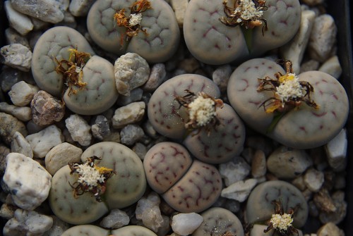 Lithops schwantesii 'kuibisensis' C 150 (25 km E of Aus, Namibia)