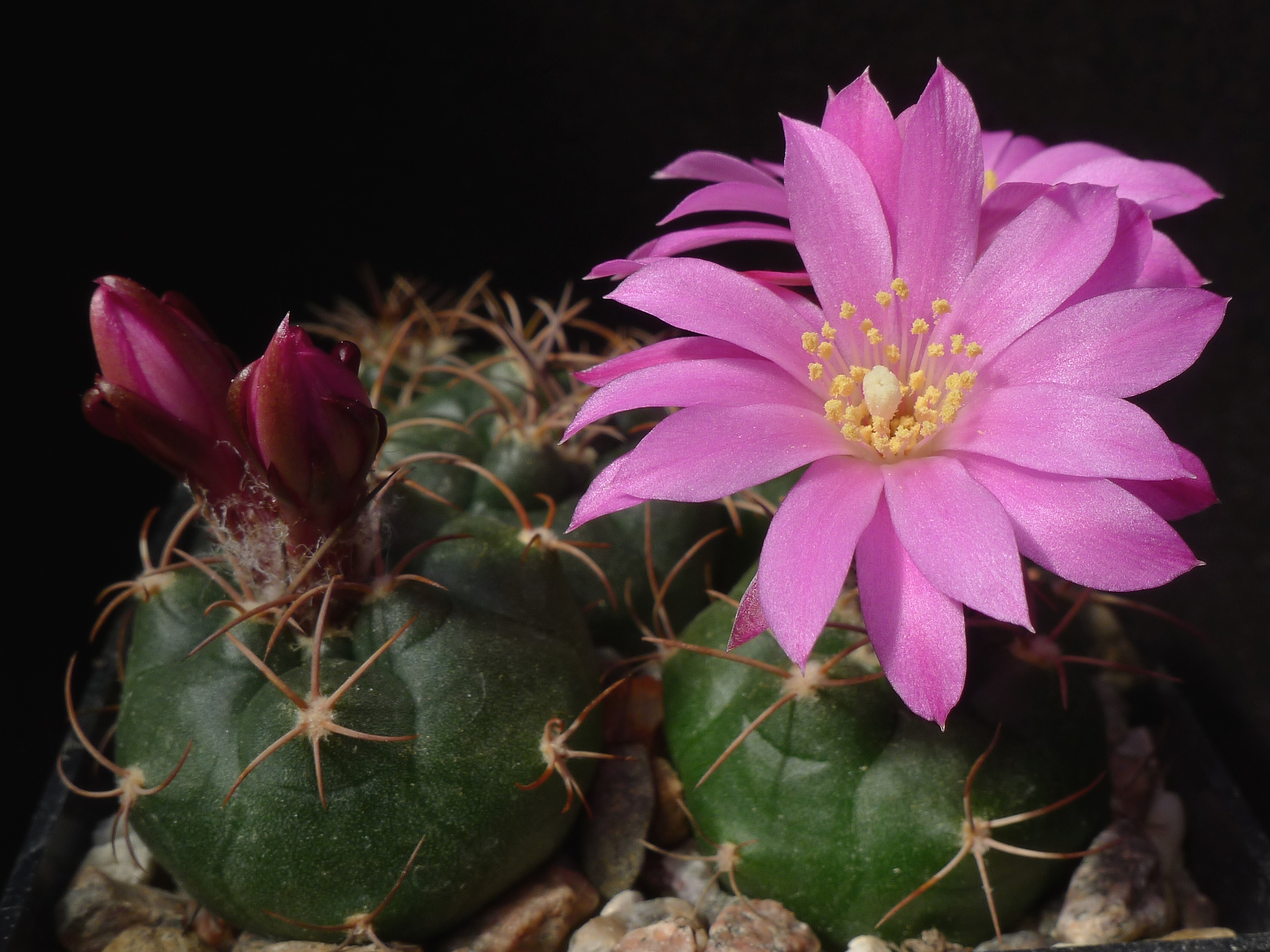 Matucana oreodoxa ssp. roseiflora GC 1084.04 (E Maranon river,  2500m, Peru)