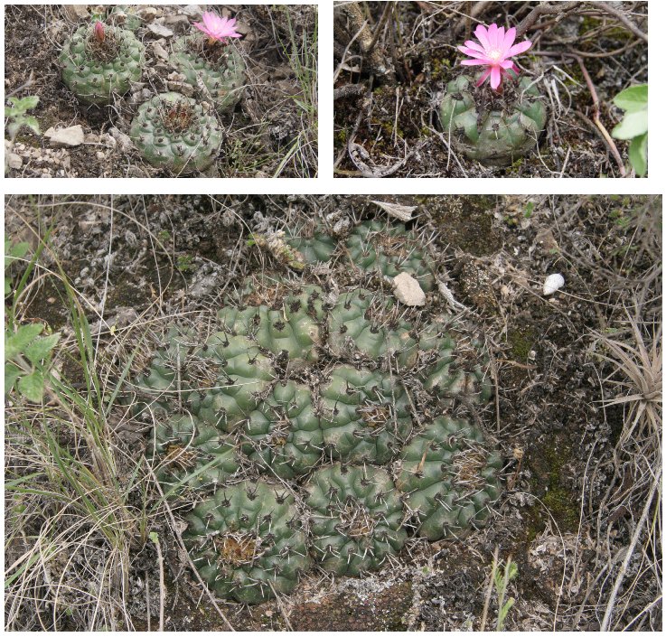 Matucana oreodoxa ssp. roseiflora GC 1084.04 (E Maranon river,  2500m, Peru) - 3