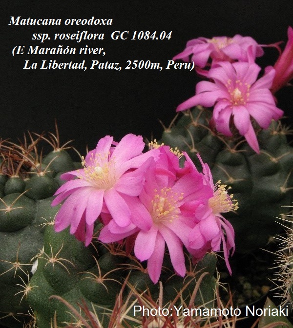 Matucana oreodoxa ssp. roseiflora GC 1084.04 (E Maranon river,  2500m, Peru) - 2