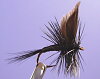 Black gnat