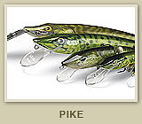 Pike