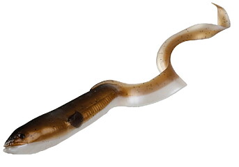 Real Eel LB