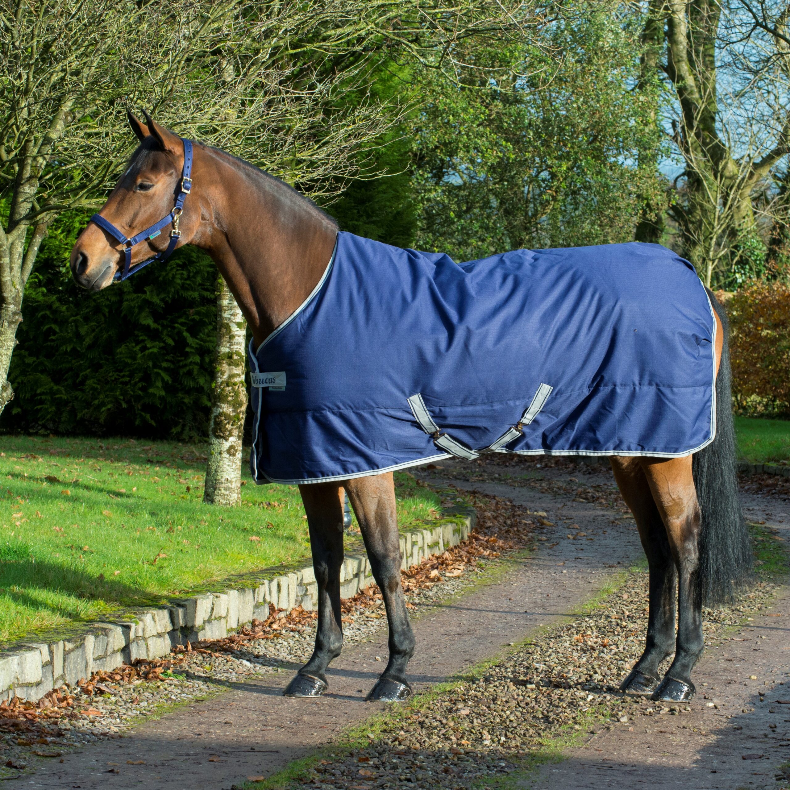 Bucas Freedom Stable Talliloimi 150g - Sininen, 135