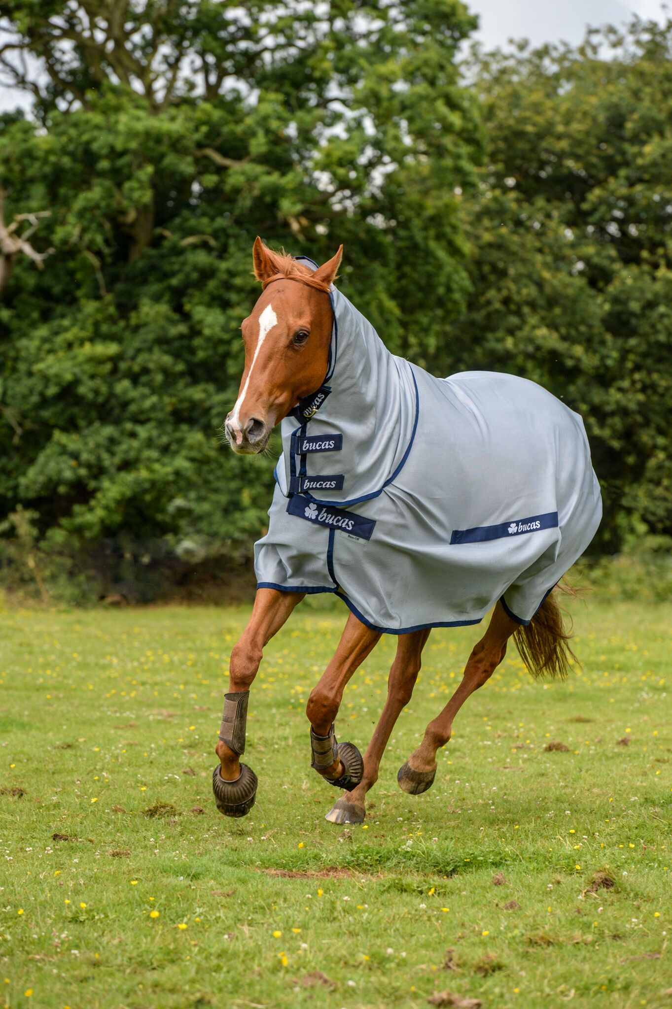 Bucas Buzz-Off Full Neck Fly Sheet Silver/Blue, 115