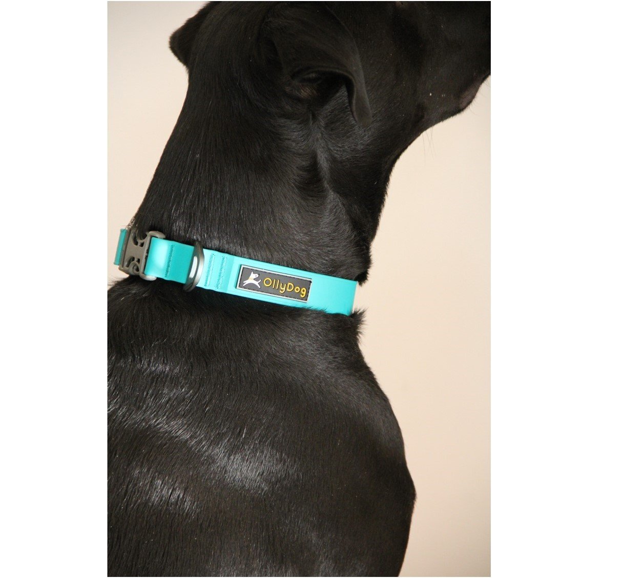 Ollydog Tilden Waterproof halsband- Teal - 2