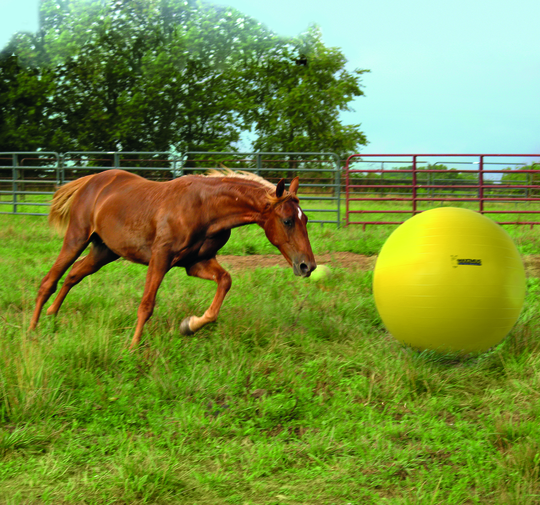 Holland Animal Care - "Power" spille ball for hester - 75 cm
