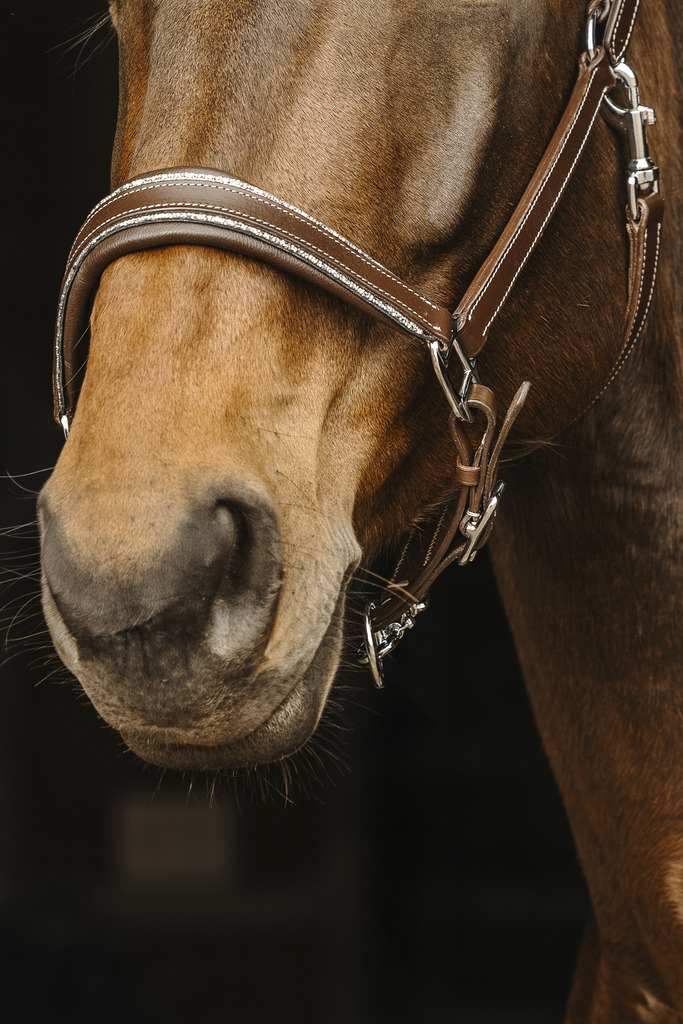 Norton Rock Leather Halter - Havana - 2