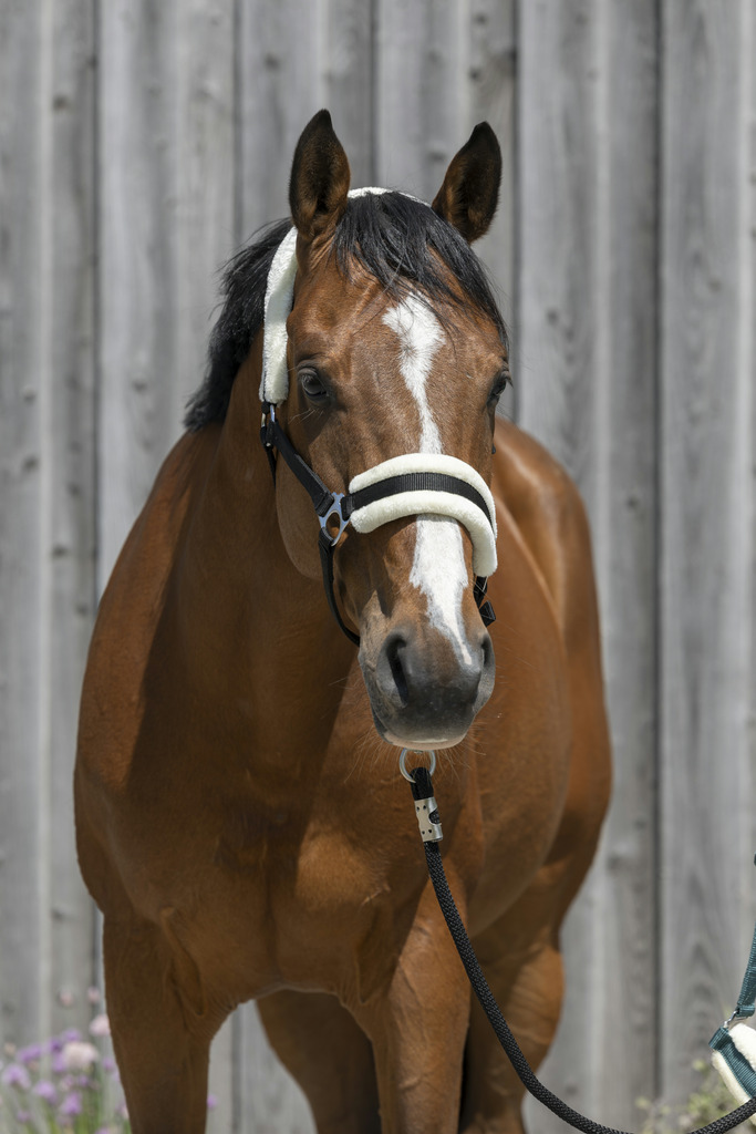 RIDING WORLD Grimma i Syntetiskt Fårskinn Mörkgrön (Shetland)