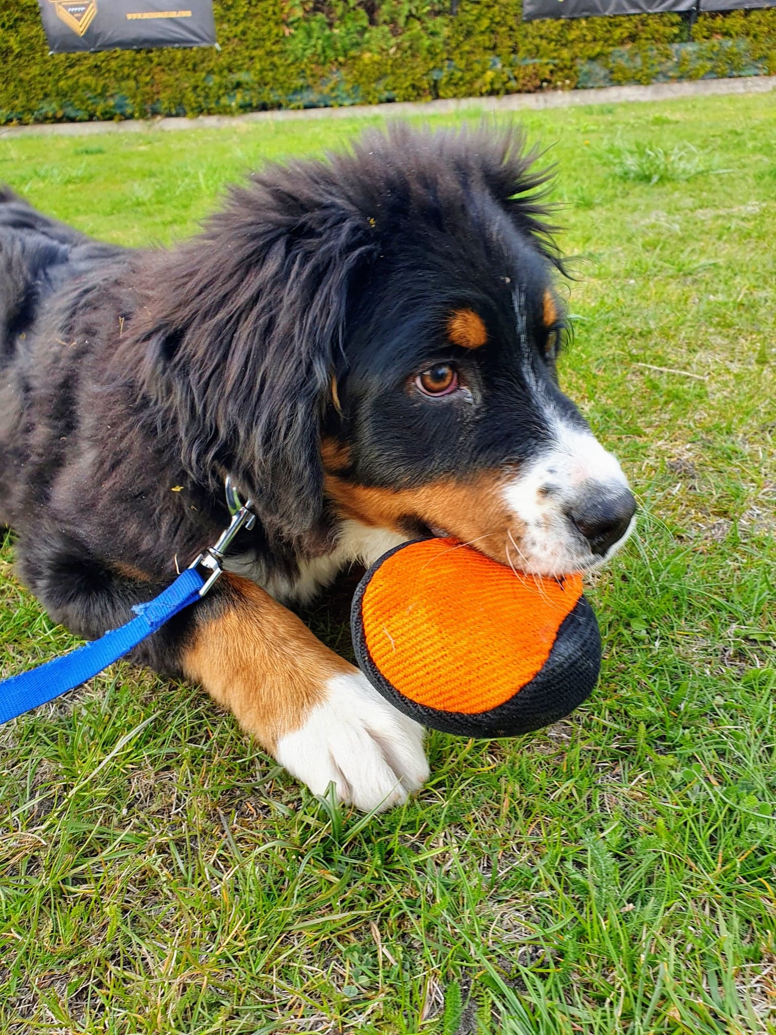 Dingo Gear Dog Toy for Training - Blue/Black - Fun 
