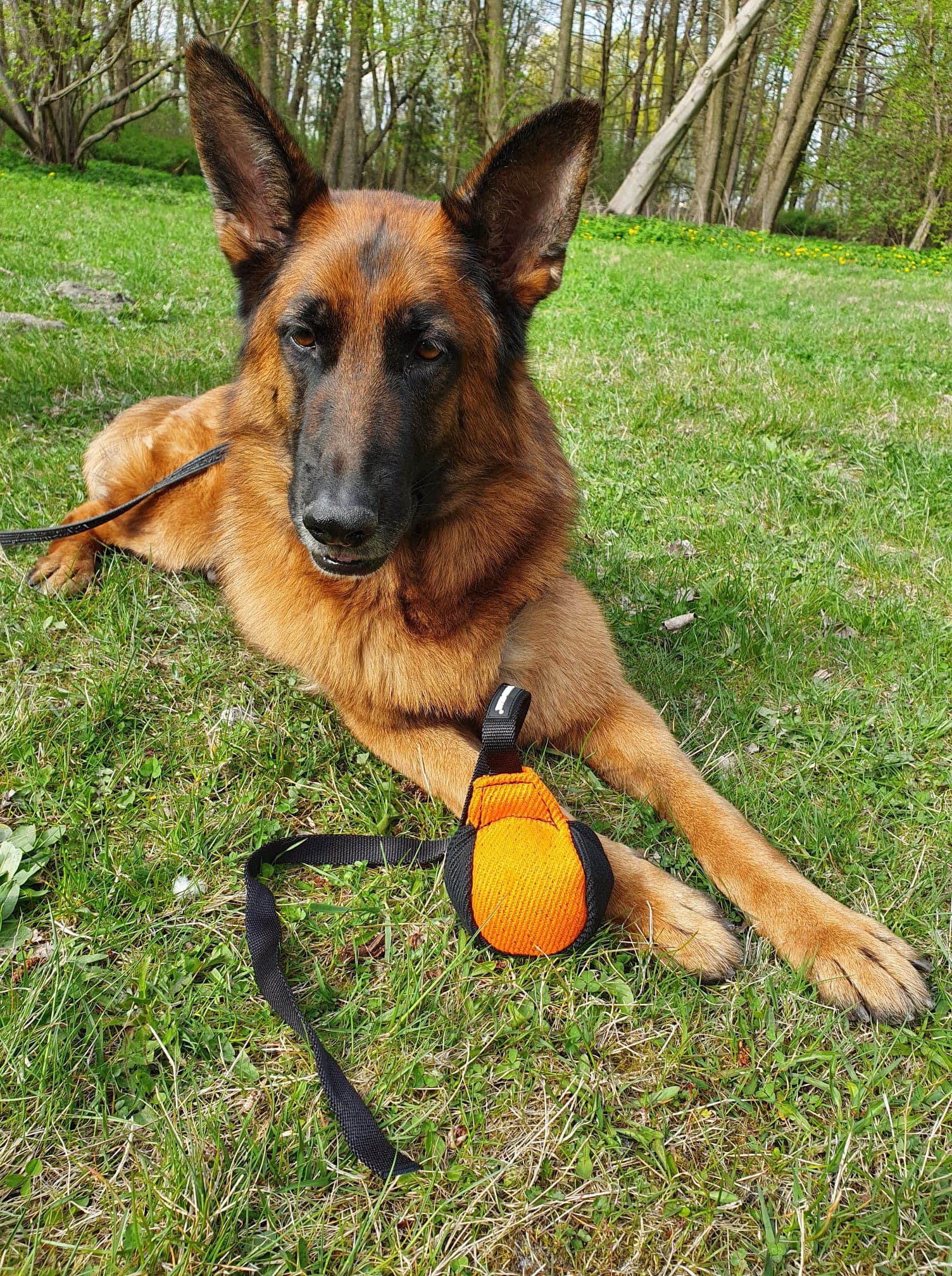 Dingo Gear Dog Toy for Training - Blue/Black - Durable 