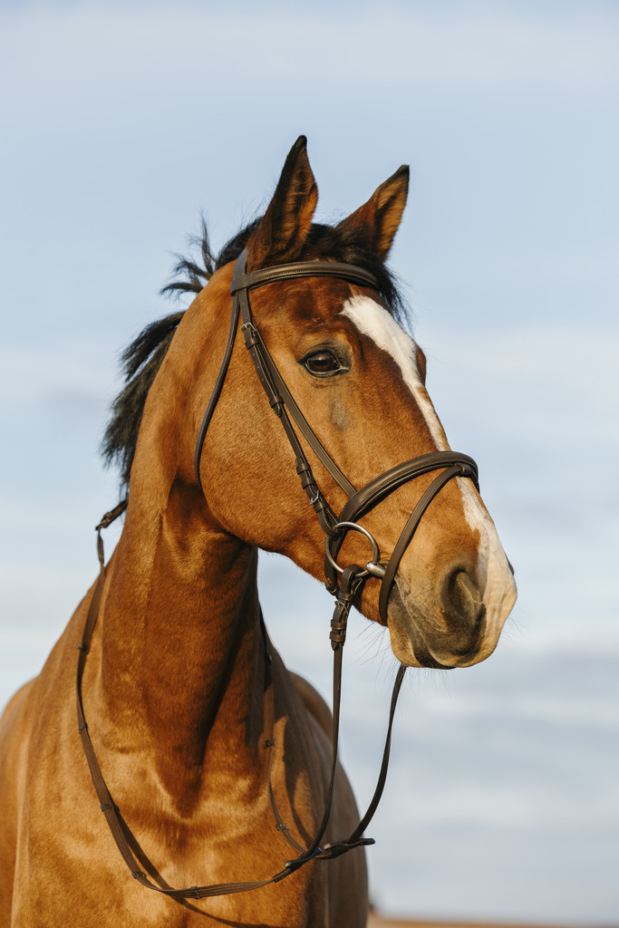 RIDING WORLD Aachenträns Havana (Ponny)