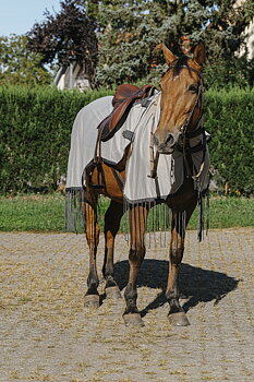 RIDING WORLD Hyönteisratsastusloimi Harmaa