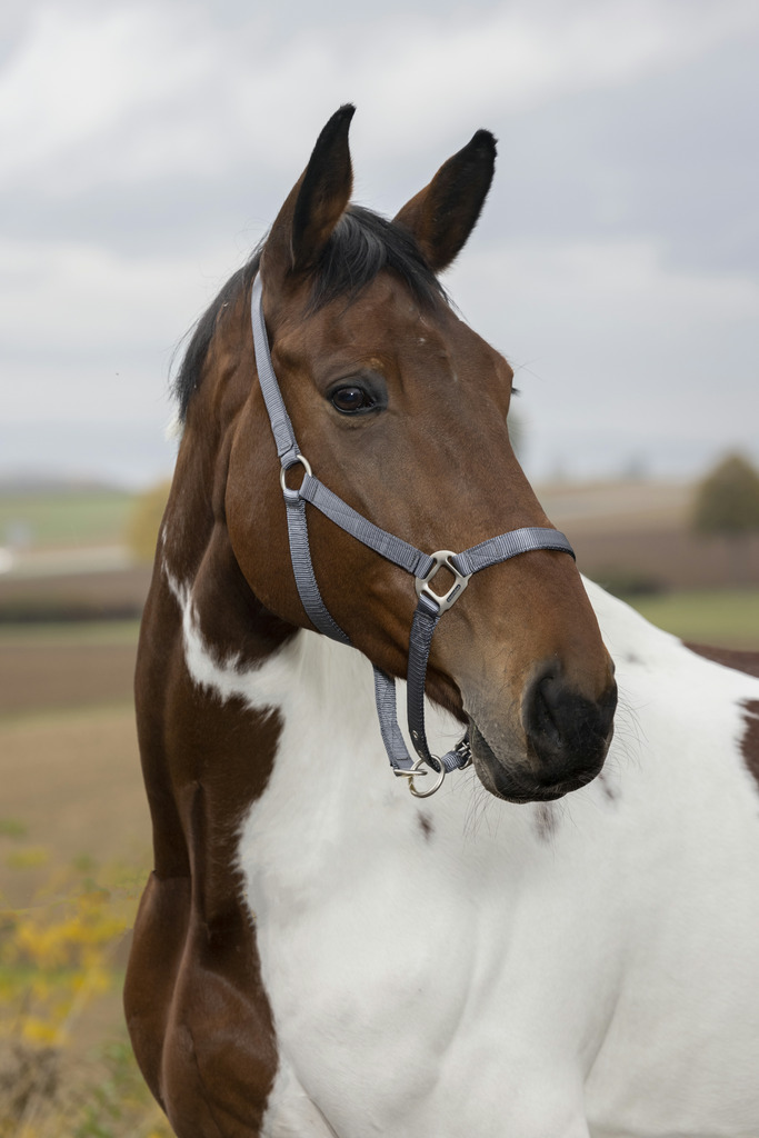 EQUITHÈME Nylongrimma Grå (Cob)