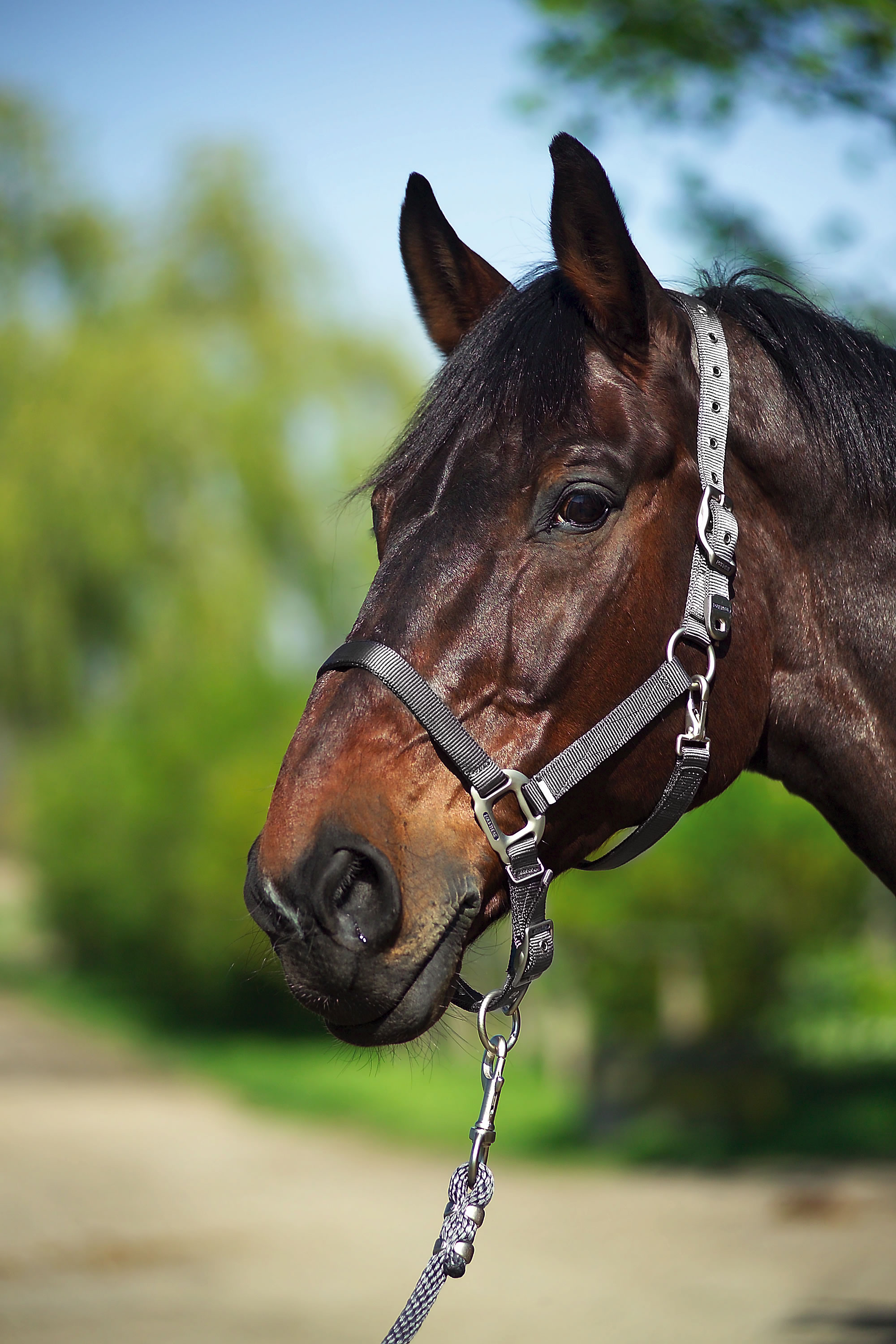 EQUITHEME Nylon Headcollar Grey - 2