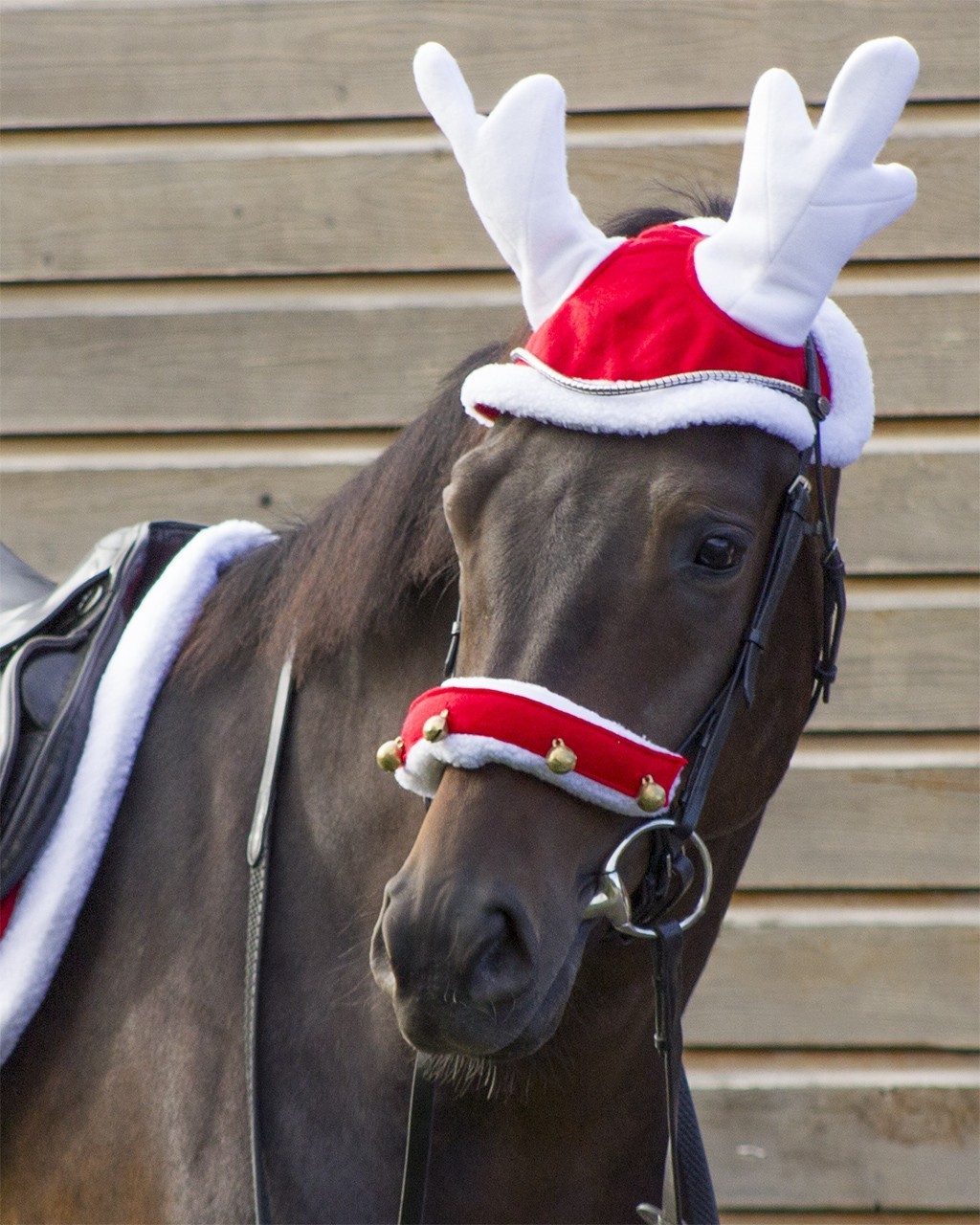 QHP Santa Hat with Reindeer Horns for 