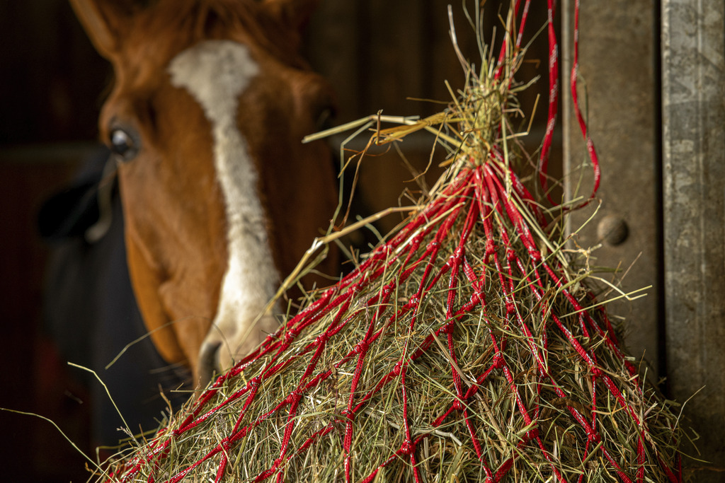 HIPPOTONIC Zari Hönät Röd/Silver