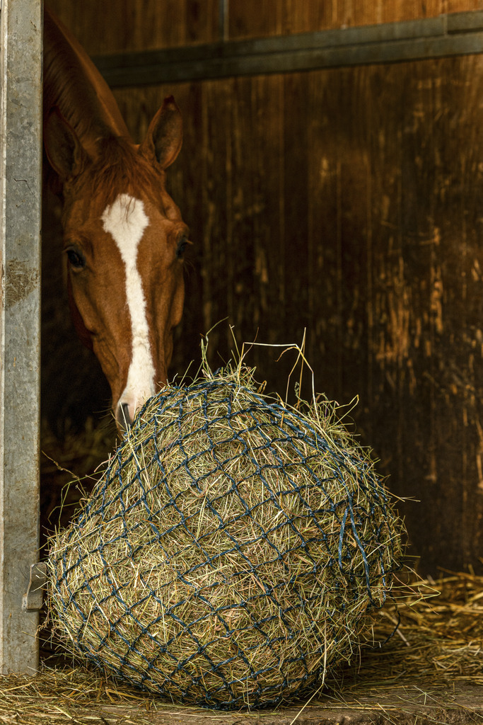 HIPPOTONIC Zari Hönät Grön/Silver