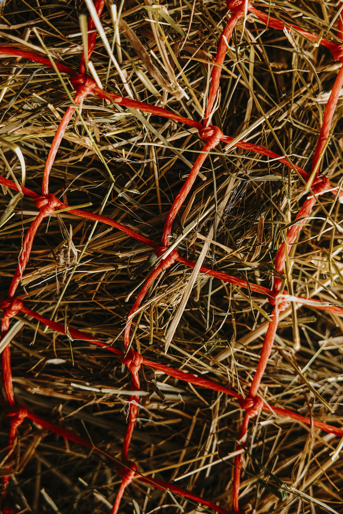 HIPPOTONIC Long Hay Net Red - 3