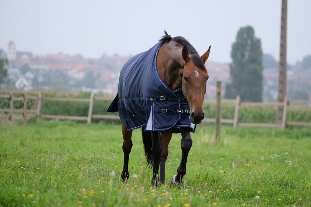 EQUITHEME 'TYREX 1680D' Turnout Hästtäcke Navy 220 g (5'9 - 125 cm)