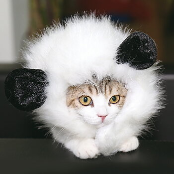 Record - Peruk för Katt - Panda