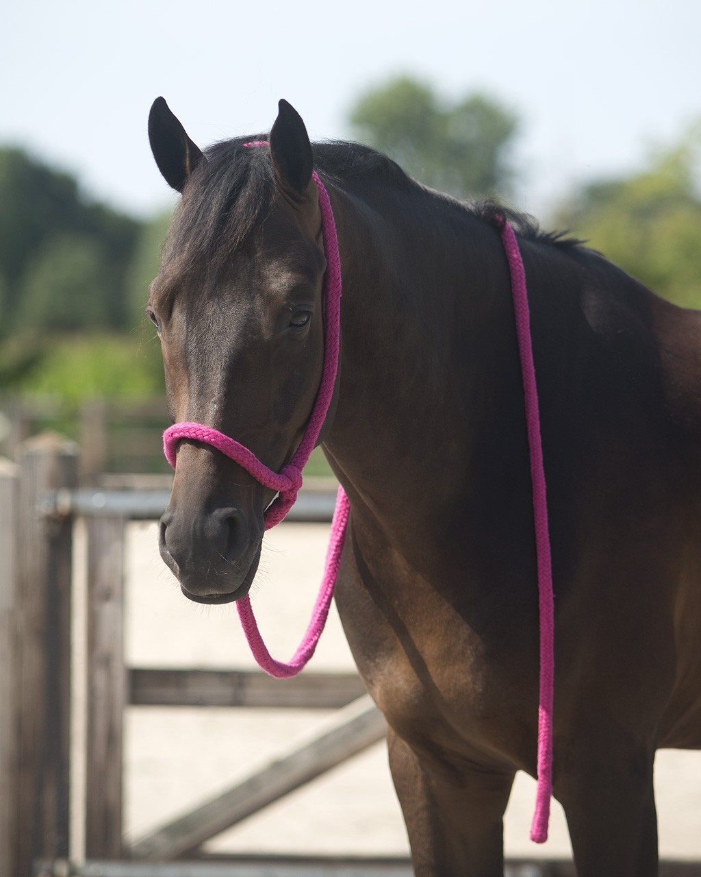 QHP Ledgrimma - Fuchsia