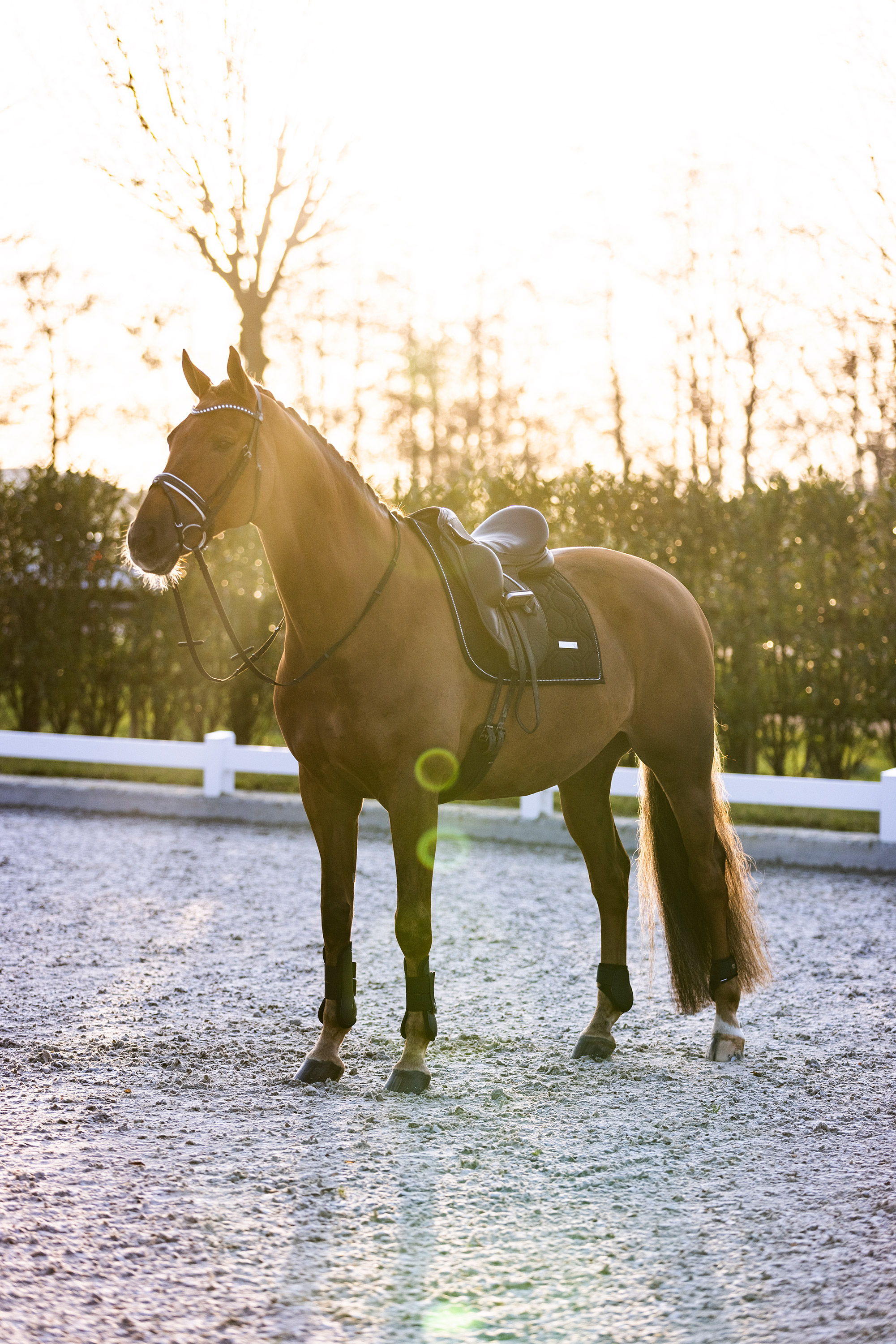 Imperial Riding Jännesuojat Lovely Black - 7