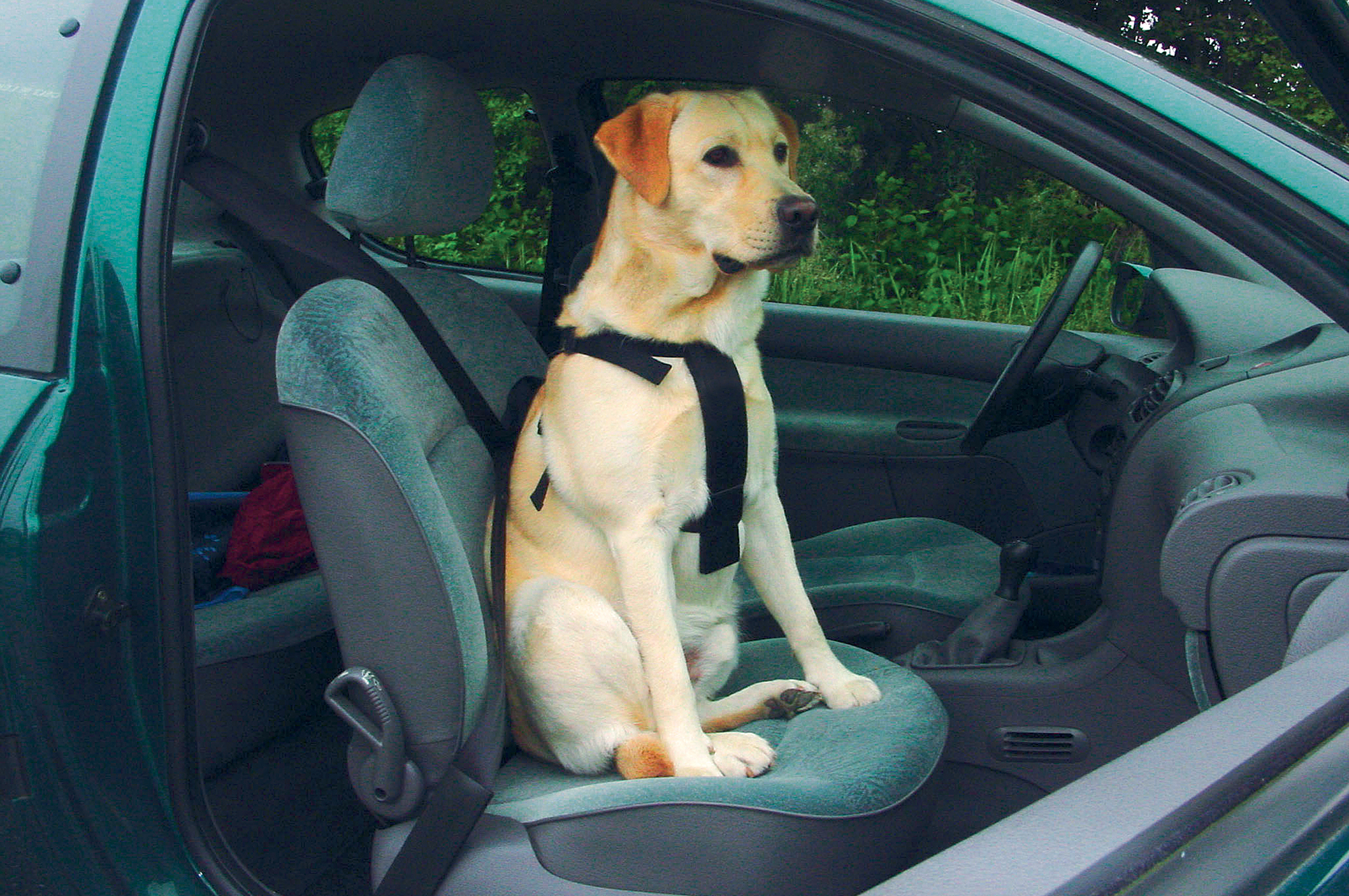 Beeztees Car Harness - Black, 40-60 cm - 3
