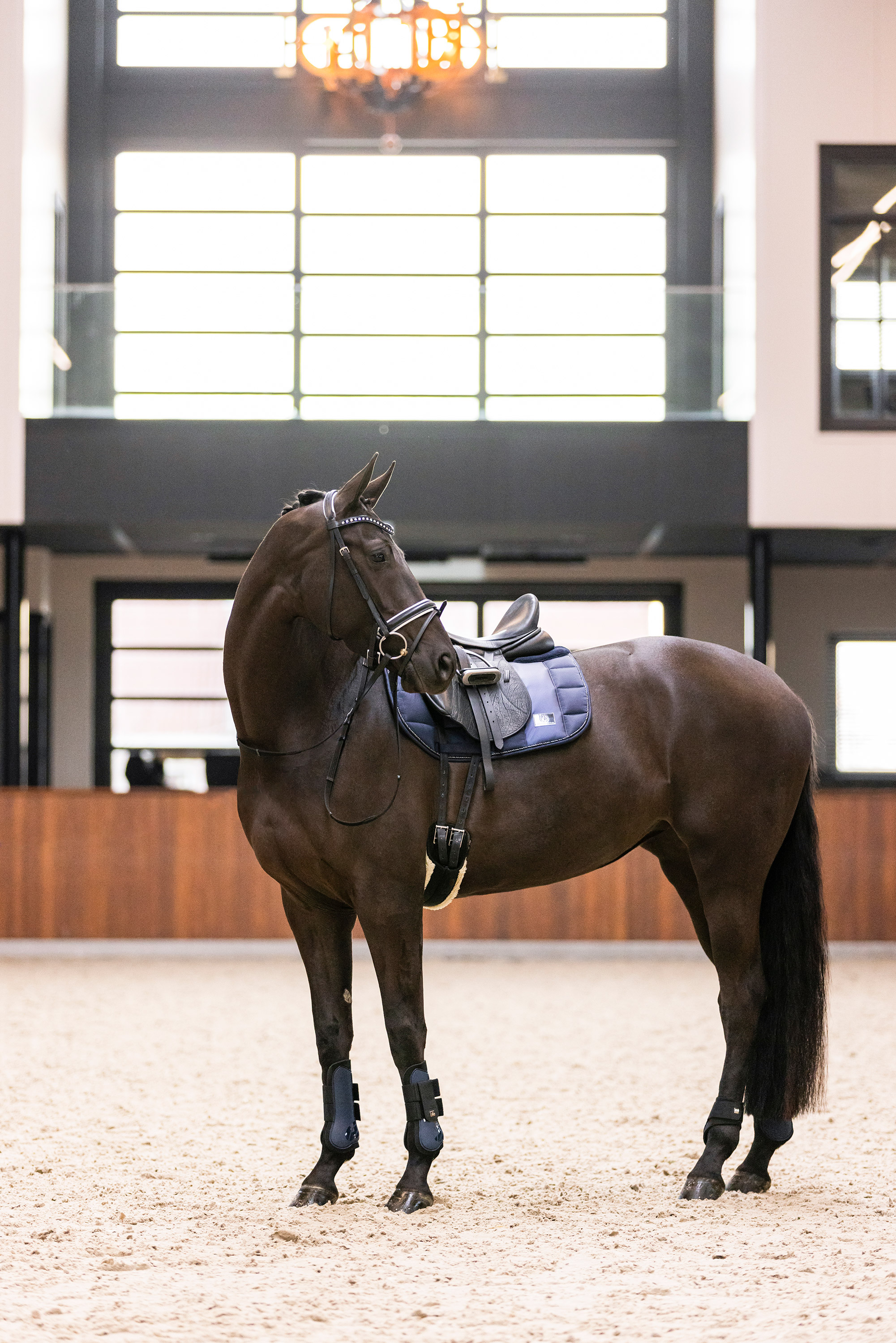 Imperial Riding Jännesuojat Lovely Navy - 8