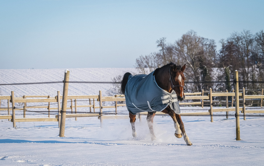EQUITHEME 'TYREX 600D' Recycled Turnout Hästtäcke Grön 300 g - 4