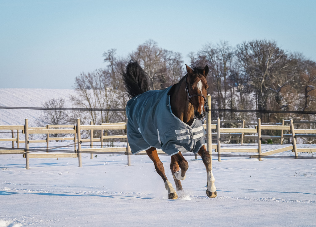 EQUITHEME 'TYREX 600D' Recycled Turnout Hästtäcke Grön 300 g - 3