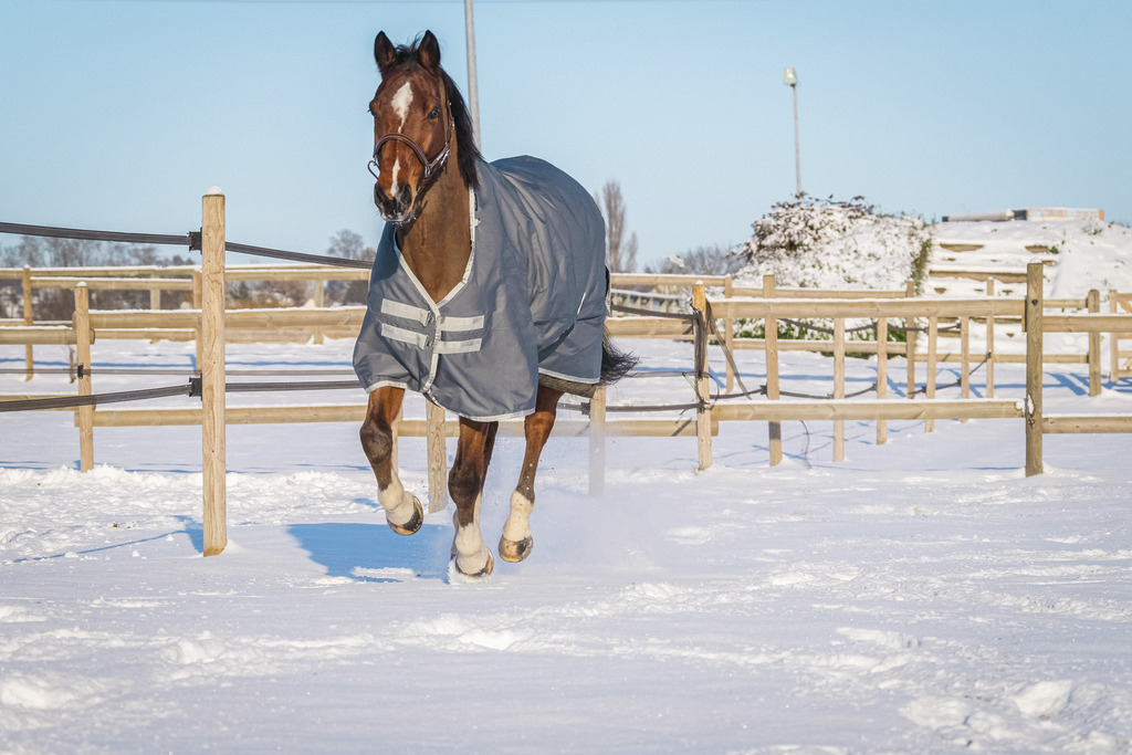 EQUITHEME 'TYREX 600D' Recycled Turnout Hästtäcke Grön 300 g - 2